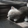 zeinboy_