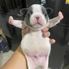 hihihihihihihihihi_24