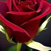 user19766159248561