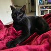 izzycatk