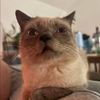 thecatofwisdomhasspoken