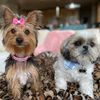 yorkiediaries