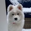 londonthesamoyed