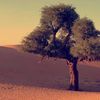 khalidalderei