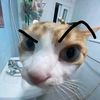 darwish_tiktok2