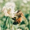 bumblebee_871