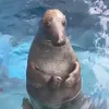sktwm