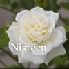 nisreenabdulshakour