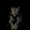 ara_xalid01