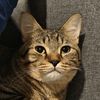 catsushiwooshi