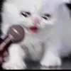 pinkledyy