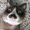 meaw_47