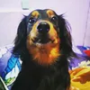bansythedachsy