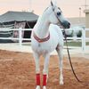 adel241177