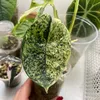 plantybymandy