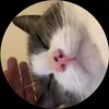 atari_rozu