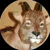 the_metaphysician
