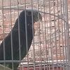 el_pana_rabit709
