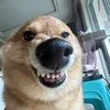 vitaminchaysui