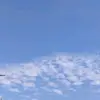 skybirdie1