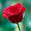 chaurangzaibgujjar786