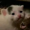 esilor_