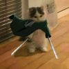 crazy__cat1