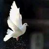 mohamadsaloum415