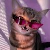 reyis.gato.de.corazon1
