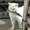 sjndyshiny