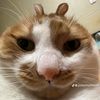 mlktea_0666