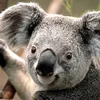 just.koala2