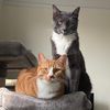 waystonecats