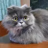 dycwgzanjexv