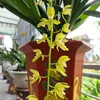 tuyntruong49