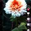 meryemkader75