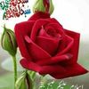 tariqshahg4
