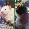 meandmylovelyhammies