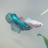 mikeismypetfish