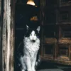 lordlannister2