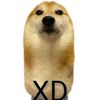sdlh_so