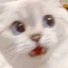 yqydydjshs
