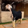abdullah_7012_