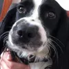 holliepinkie33