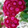 maher666690