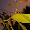 abukyean