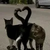 thvjk_129