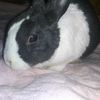 nigeltherabbit
