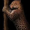 al_nusair