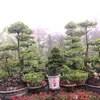 tin.giang.qu.tui6